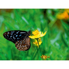 CALVENDO Puzzle CALVENDO Puzzle Tirumala Septentrionis Пазл CALVENDO Puzzle Tirumala Septentrionis