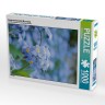 CALVENDO Puzzle CALVENDO Puzzle Vergissmeinnicht (Myosotis) Пазл CALVENDO Puzzle Незабудка (Миозотис)