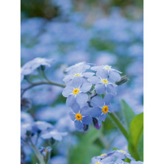 CALVENDO Puzzle CALVENDO Puzzle Vergissmeinnicht (Myosotis) Пазл CALVENDO Puzzle Незабудка (Миозотис)