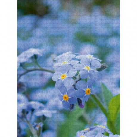 CALVENDO Puzzle CALVENDO Puzzle Vergissmeinnicht (Myosotis) Пазл CALVENDO Puzzle Незабудка (Миозотис)