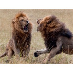 CALVENDO Puzzle CALVENDO Puzzle Emotionale Momente: Lowenkampf  Lowenliebe \/ CH-Version Пазл CALVENDO Puzzle Эмоциональные моменты: бой льва лев любовь / версия CH