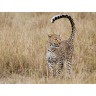 CALVENDO Puzzle CALVENDO Puzzle Emotionale Momente: Leoparden Пазл CALVENDO Puzzle Эмоциональные моменты: леопарды