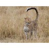 CALVENDO Puzzle CALVENDO Puzzle Emotionale Momente: Leoparden Пазл CALVENDO Puzzle Эмоциональные моменты: леопарды