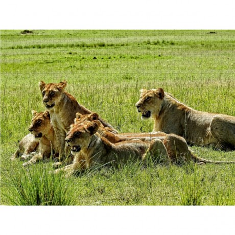 CALVENDO Puzzle CALVENDO Puzzle Lowenfamilie Пазл CALVENDO Пазл Львиная семья