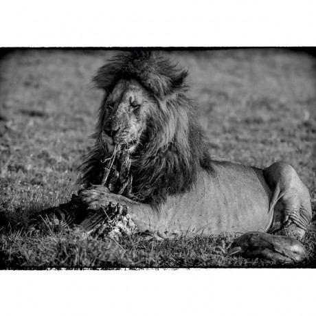 CALVENDO Puzzle CALVENDO Puzzle Die Mahlzeit des Lowen Пазл CALVENDO Puzzle Львиная мука