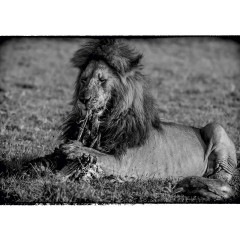 CALVENDO Puzzle CALVENDO Puzzle Die Mahlzeit des Lowen Пазл CALVENDO Puzzle Львиная мука