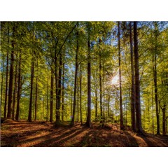 CALVENDO Puzzle CALVENDO Puzzle Im Wald Пазл CALVENDO Puzzle В лесу