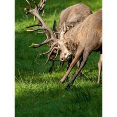 CALVENDO Puzzle CALVENDO Puzzle Verbissen kampfen die starken Hirsche. Пазл CALVENDO Puzzle Сильный олень упорно сражается.