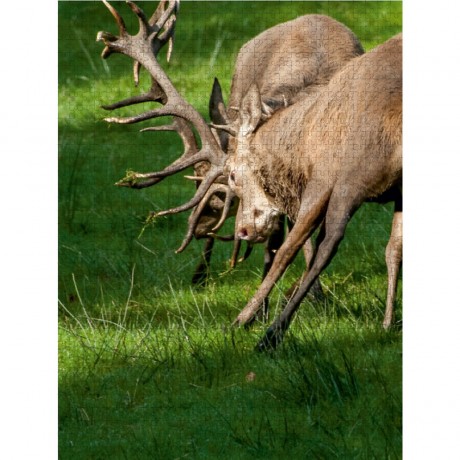 CALVENDO Puzzle CALVENDO Puzzle Verbissen kampfen die starken Hirsche. Пазл CALVENDO Puzzle Сильный олень упорно сражается.