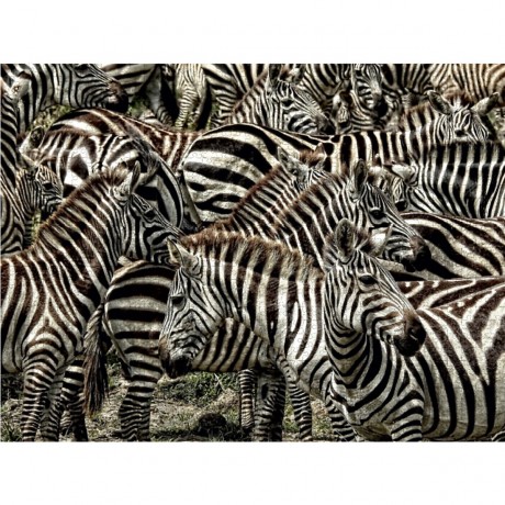 CALVENDO Puzzle CALVENDO Puzzle Zebras....schwarz- weiss streifen Пазл CALVENDO Puzzle Zebras....черно-белые полосы