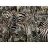 CALVENDO Puzzle CALVENDO Puzzle Zebras....schwarz- weiss streifen Пазл CALVENDO Puzzle Zebras....черно-белые полосы