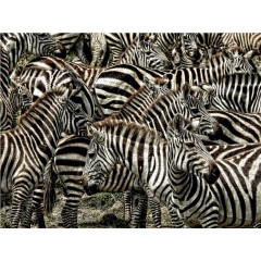CALVENDO Puzzle CALVENDO Puzzle Zebras....schwarz- weiss streifen Пазл CALVENDO Puzzle Zebras....черно-белые полосы