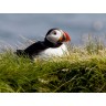 CALVENDO Puzzle CALVENDO Puzzle Papageientaucher (Puffin) auf Island Пазл CALVENDO Пазл Тупик на Исландии