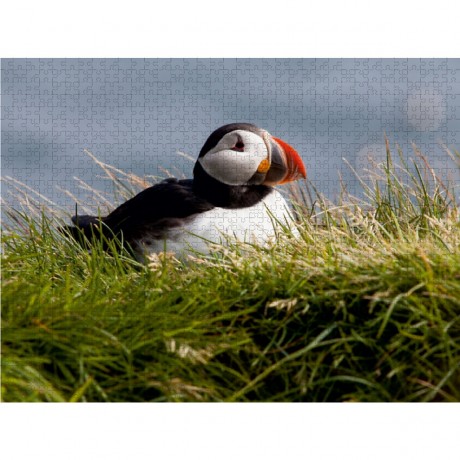 CALVENDO Puzzle CALVENDO Puzzle Papageientaucher (Puffin) auf Island Пазл CALVENDO Пазл Тупик на Исландии