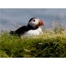 CALVENDO Puzzle CALVENDO Puzzle Papageientaucher (Puffin) auf Island Пазл CALVENDO Пазл Тупик на Исландии