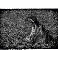 CALVENDO Puzzle CALVENDO Puzzle Nilpferd Пазл CALVENDO Пазл бегемот