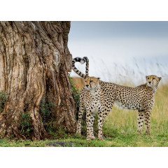 CALVENDO Puzzle CALVENDO Puzzle Ein Herz und eine Seele sind die beiden Gepardenbruder. Пазл CALVENDO Puzzle У двух братьев-гепардов одно сердце и одна душа.