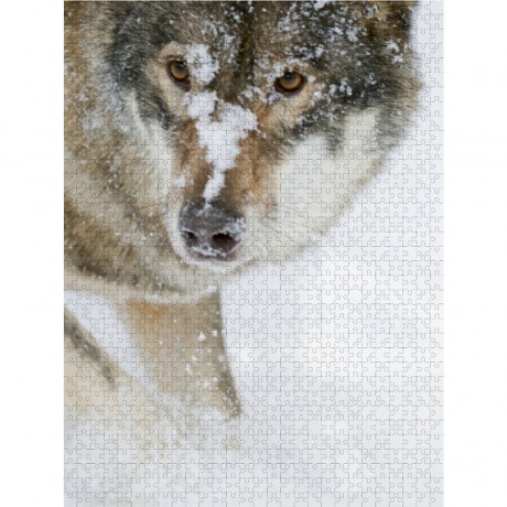 CALVENDO Puzzle CALVENDO Puzzle Emotionale Momente: Der Wolf. Пазл CALVENDO Пазл Эмоциональные моменты: Волк.