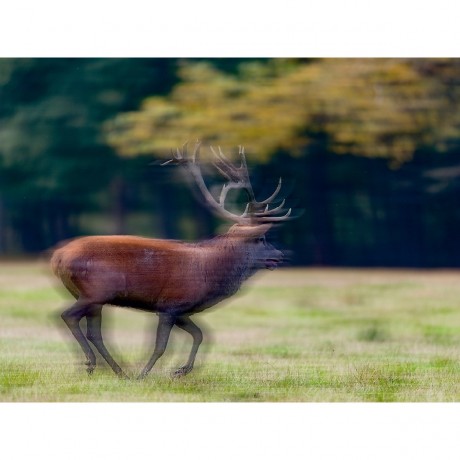 CALVENDO Puzzle CALVENDO Puzzle Emotionale Momente: Hirschbrunft. Part III. Пазл CALVENDO Пазл Эмоциональные моменты: Оленья гонка. Часть 3