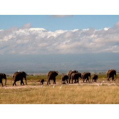 CALVENDO Puzzle CALVENDO Puzzle Auf Wanderung vor dem Kilimadjaro Пазл CALVENDO Puzzle В походе перед горой Килиманджаро
