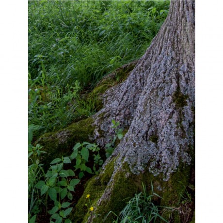 CALVENDO Puzzle CALVENDO Puzzle September: Im Schatten der kraftigen Wurzeln bluht so manches Kraut. Пазл CALVENDO Puzzle Сентябрь: В тени крепких корней расцветает множество трав.