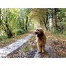 CALVENDO Puzzle CALVENDO Puzzle Briard auf Herbstwanderung Пазл CALVENDO Puzzle Briard в осеннем походе