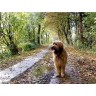 CALVENDO Puzzle CALVENDO Puzzle Briard auf Herbstwanderung Пазл CALVENDO Puzzle Briard в осеннем походе