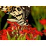 CALVENDO Puzzle CALVENDO Puzzle Papilio demoleus Пазл CALVENDO Пазл Papilio demoleus