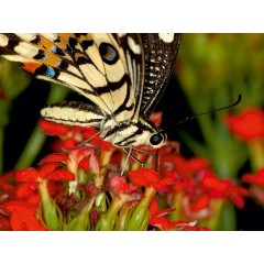 CALVENDO Puzzle CALVENDO Puzzle Papilio demoleus Пазл CALVENDO Пазл Papilio demoleus