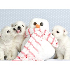 CALVENDO Puzzle CALVENDO Puzzle Endlich Schnee! Пазл CALVENDO Puzzle Наконец-то снег!