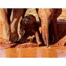 CALVENDO Puzzle CALVENDO Puzzle Kleiner Elefant : Spielstunde und Neugier. Kenia Пазл CALVENDO Puzzle Little Elephant: время игры и любопытство. Кения