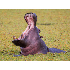 CALVENDO Puzzle CALVENDO Puzzle Dezember: Drohgebarde oder nur mude? Пазл CALVENDO Puzzle Декабрь: угрожающий жест или просто устал?