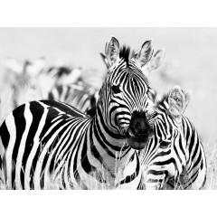 CALVENDO Puzzle CALVENDO Puzzle Zebras Пазл CALVENDO Пазл зебры