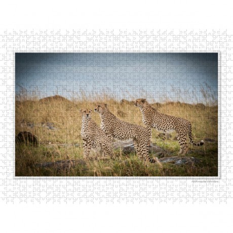 CALVENDO Puzzle CALVENDO Puzzle Emotionale Momente: Grosse Raubkatzen der Welt. Пазл CALVENDO Пазл Эмоциональные моменты: Большие хищники в мире.