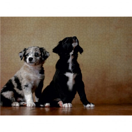 CALVENDO Puzzle CALVENDO Puzzle Australian Shepherd Пазл CALVENDO Пазл Австралийская овчарка
