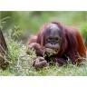 CALVENDO Puzzle CALVENDO Puzzle Orang Utan Пазл CALVENDO Пазл Орангутанг