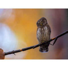 CALVENDO Puzzle CALVENDO Puzzle Sperlingskauz (Deutschland) Пазл CALVENDO Puzzle Pygmy Owl (Германия)
