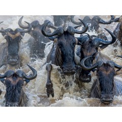 CALVENDO Puzzle CALVENDO Puzzle Emotional Moments: African Wildlife Пазл CALVENDO Puzzle Emotional Moments: Дикая природа Африки