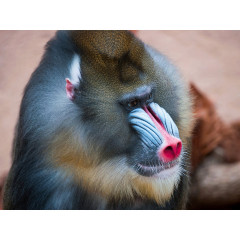 CALVENDO Puzzle CALVENDO Puzzle Mandrill Пазл CALVENDO Пазл Mandrill