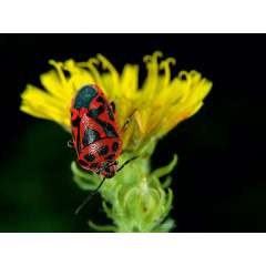 CALVENDO Puzzle CALVENDO Puzzle Eurydema ornatum Pentatomidae Пазл CALVENDO Пазл Eurydema ornatum Pentatomidae