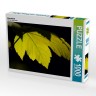 CALVENDO Puzzle CALVENDO Puzzle Ahornblatt Пазл CALVENDO Пазл кленовый лист