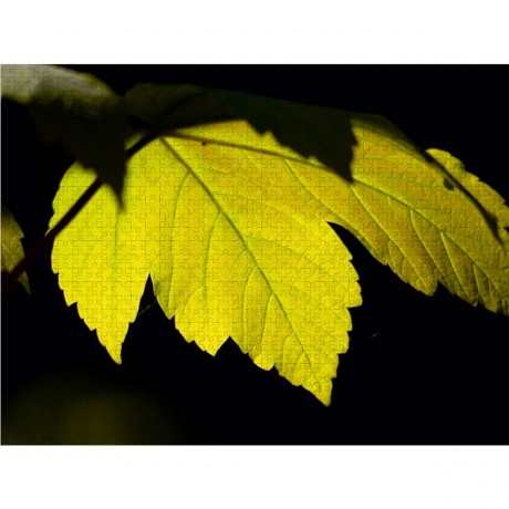 CALVENDO Puzzle CALVENDO Puzzle Ahornblatt Пазл CALVENDO Пазл кленовый лист