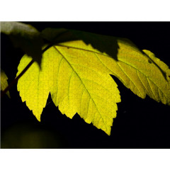 CALVENDO Puzzle CALVENDO Puzzle Ahornblatt Пазл CALVENDO Пазл кленовый лист