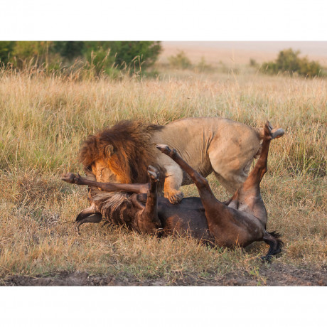 CALVENDO Puzzle CALVENDO Puzzle Emotionale Momente: Lowenkampf Lowenliebe \/ CH-Version Пазл CALVENDO Puzzle Эмоциональные моменты: бой льва лев любовь / версия CH