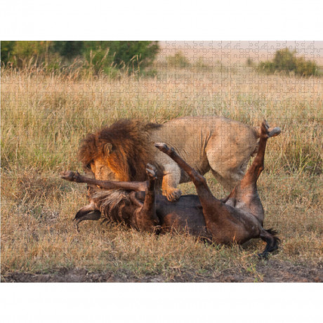 CALVENDO Puzzle CALVENDO Puzzle Emotionale Momente: Lowenkampf Lowenliebe \/ CH-Version Пазл CALVENDO Puzzle Эмоциональные моменты: бой льва лев любовь / версия CH