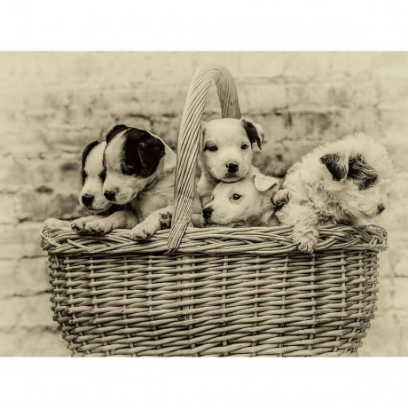 CALVENDO Puzzle CALVENDO Puzzle Ein Korb voll Gluck Пазл CALVENDO Puzzle Корзина