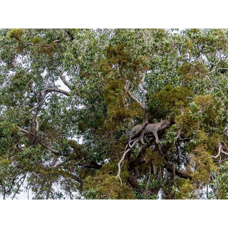 CALVENDO Puzzle CALVENDO Puzzle Emotionale Momente: Leoparden Пазл CALVENDO Puzzle Эмоциональные моменты: леопарды