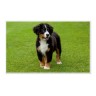 CALVENDO Puzzle CALVENDO Puzzle Emotionale Momente: Berner Sennenhund. \/ CH-Version Пазл CALVENDO Пазл Эмоциональные моменты: Бернский зенненхунд. \/ версия CH