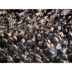 CALVENDO Puzzle CALVENDO Puzzle Emotionale Momente: Die grosse Gnuwanderung Пазл CALVENDO Puzzle Эмоциональные моменты: Великая миграция антилоп гну