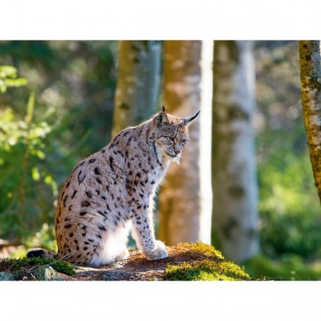 CALVENDO Puzzle CALVENDO Puzzle Faszination Luchs im Bayerischen Wald Пазл CALVENDO Puzzle Очарование рыси в Баварском лесу